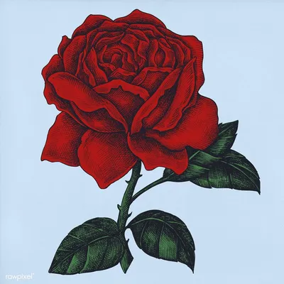 Нарисованный букет роз: выберите размер изображения