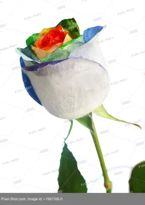 Картина розы для скачивания в формате jpg или png