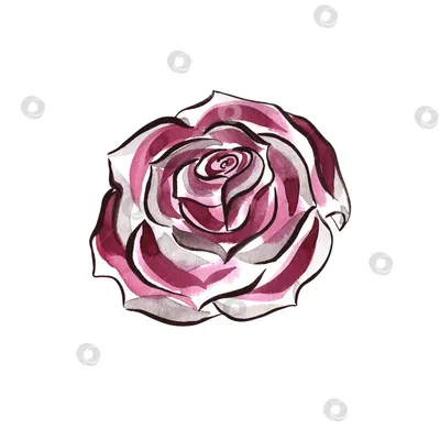 Нарисованная роза фотографии