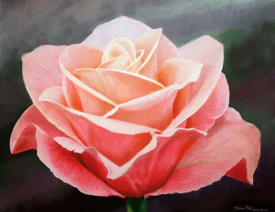 Нарисованный букет из роз: выберите размер картинки