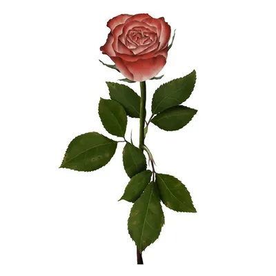 Фото розы в разных форматах: выберите размер изображения