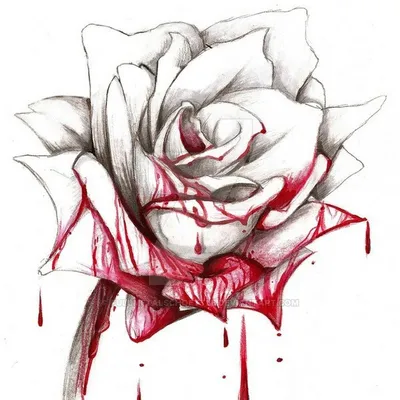 Фотография розы для скачивания в форматах jpg и png