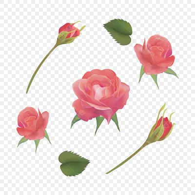 Красивая нарисованная роза для скачивания