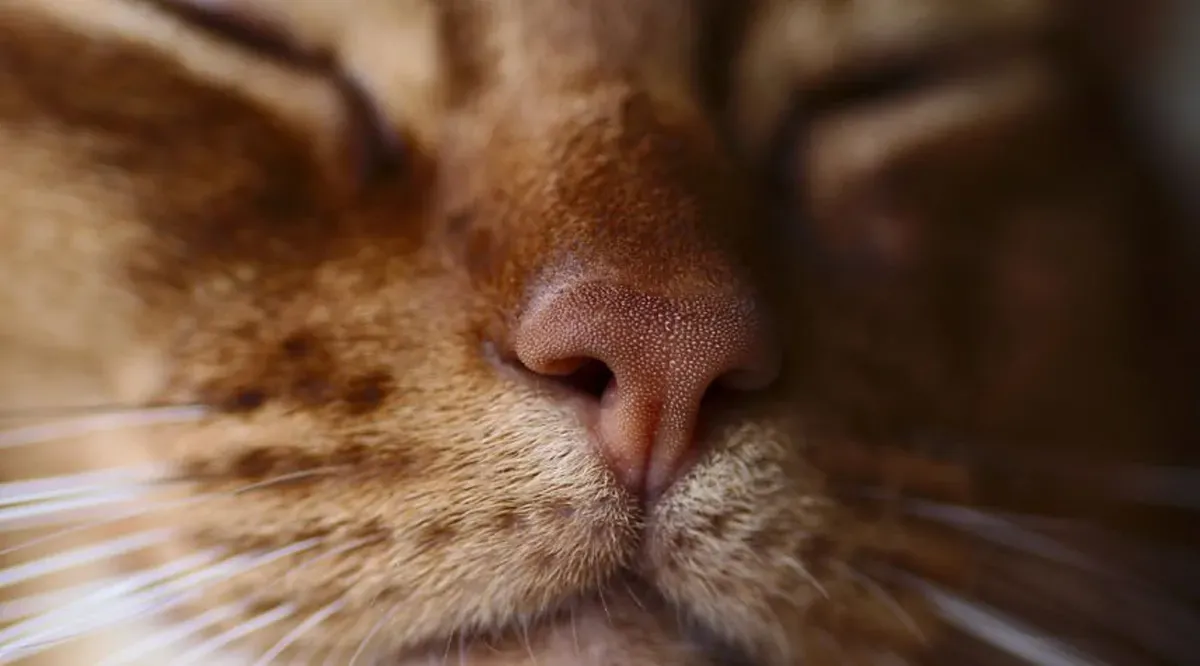 Кошка ест нос. Нос кошки. Кошачий носик. Нос кошки текстура.