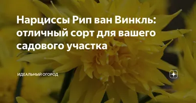 Нарцисс Рип ван Винкль: красивые фотографии для вашей ванной комнаты