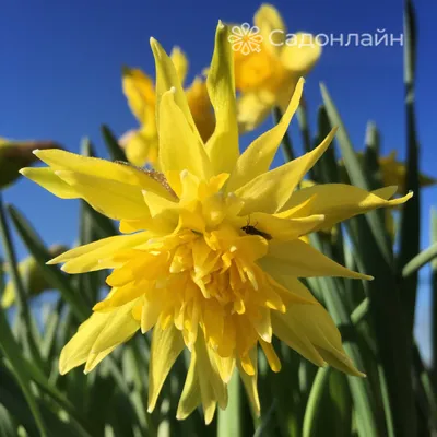 Фотографии ванной комнаты, которые заставят вас задуматься: Нарцисс Рип ван Винкль