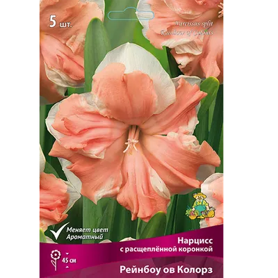 Изображение цветка Нарцисс Рози Клауд в png формате
