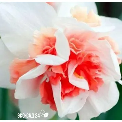 Великолепная фотография розы Нарцисс Рози Клауд