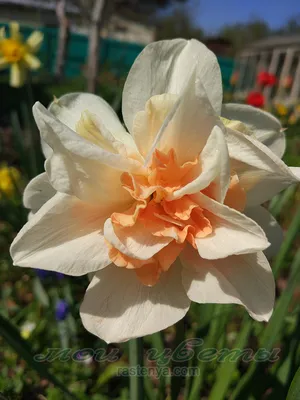 Изображение цветка Нарцисс Рози Клауд в png формате
