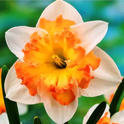 Фотография цветка - розы Нарцисс Рози Клауд для скачивания