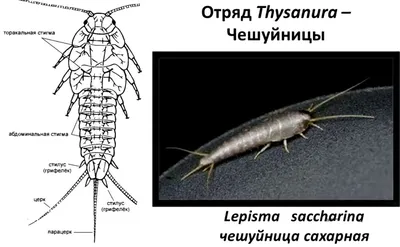 Фотографии насекомых в ванной: невероятные снимки