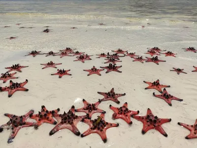 Фото звезд на пляже: впечатляющие изображения