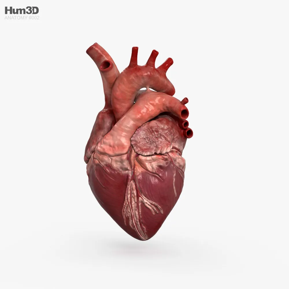 Человеческое сердце картинки (31 фото)