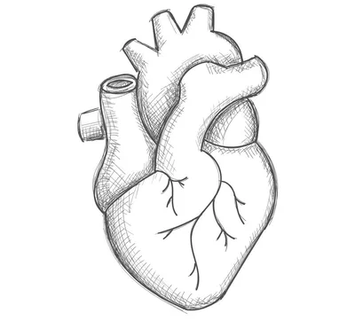 Изображения Настоящее сердце человека: Разнообразие форматов