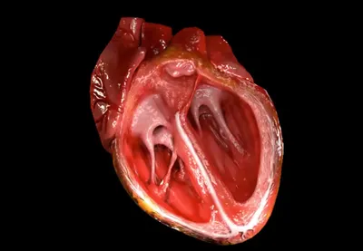 Уникальные моменты: Настоящее сердце человека в картинках