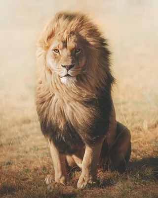 Фотка реального льва в разных размерах