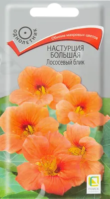 Настурция - цветок, который обязательно вам понравится