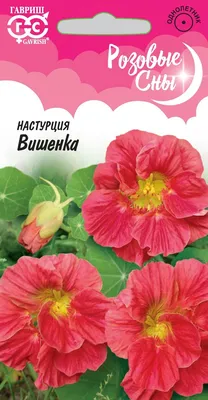 Настурция на фото: жизнь прекрасна, как цветы в природе