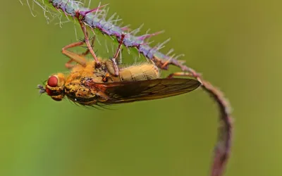 Фото мухи на фоне цветочного поля