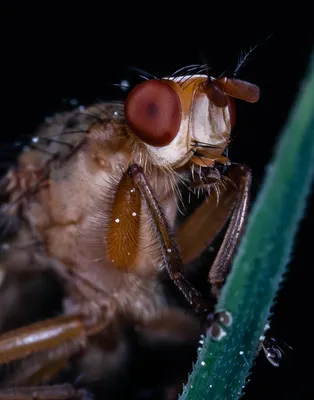 Навозная муха: изображения для скачивания