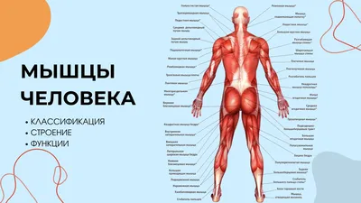 Динамика телесных форм: скачивайте картинки в высоком разрешении