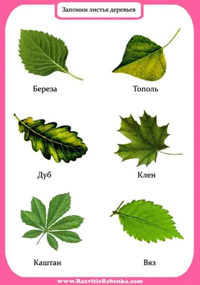 Название листьев деревьев с картинками  фото