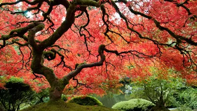 Фотографии листьев красного дерева