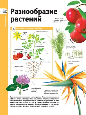 Картинки листьев деревьев в формате png