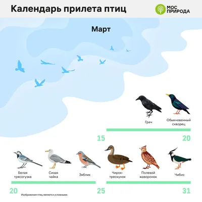 Фото не перелетных птиц - наслаждайтесь их удивительной неподвижностью