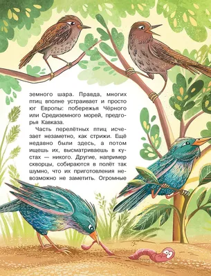 Красивые картинки не перелетных птиц - привнесите природу в ваш жизненный пространство