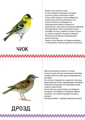 Фотографии не перелетных птиц - нежность и элегантность в каждом кадре