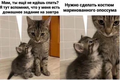 Скачать бесплатно смешные картинки в формате JPG