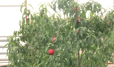 Бесплатные изображения нектаринового дерева