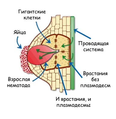 Нематоды в человеческом теле: картинка для скачивания в PNG