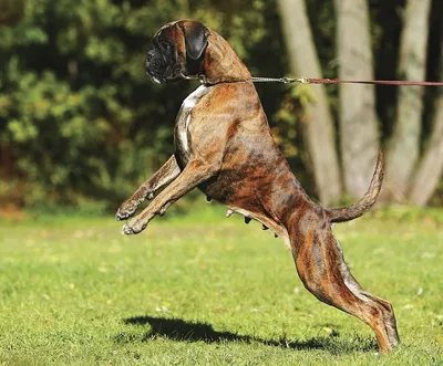 Немецкий боксёр: скачайте фото собаки бесплатно