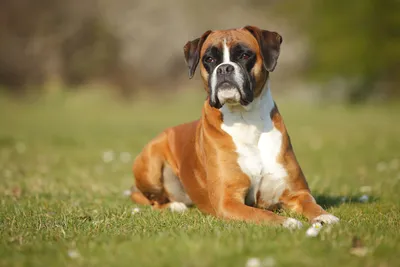 Немецкий боксёр: скачайте фото собаки в разных размерах