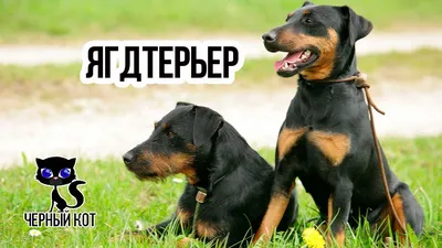 Немецкий ягдтерьер: фото с другими собаками
