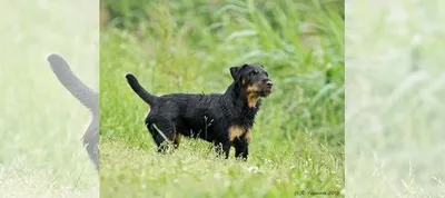 Изображения немецкой собаки-охотника
