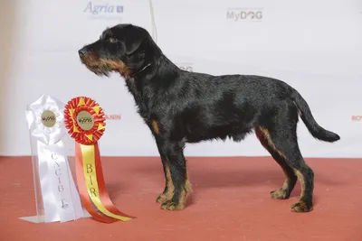 Собака-охотник: фото немецкого ягдтерьера