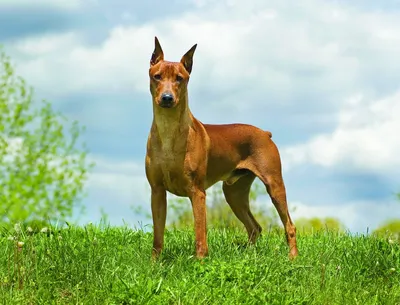Фотографии немецкого пинчера: идеальный выбор для любителей сильных и умных собак