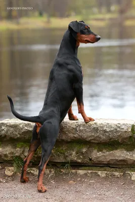 Немецкий пинчер на фото: породистый и элегантный пес