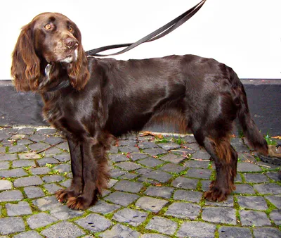 Немецкий вахтельхунд: порода собаки на фото