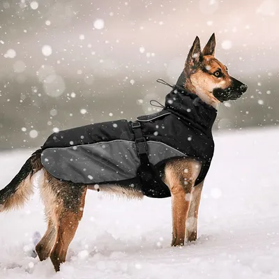 Волшебство зимы в объективе: Немецкая овчарка на фото