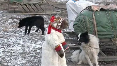 Ненецкая лайка: скачать фото бесплатно