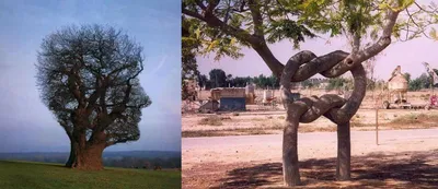 Скачать бесплатно фотографии необычных деревьев