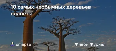 Изображения деревьев в хорошем качестве для скачивания