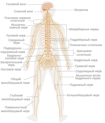 Нервная система человека  фото