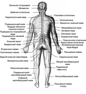 5. Увлекательные детали: Изображения нервной системы человека