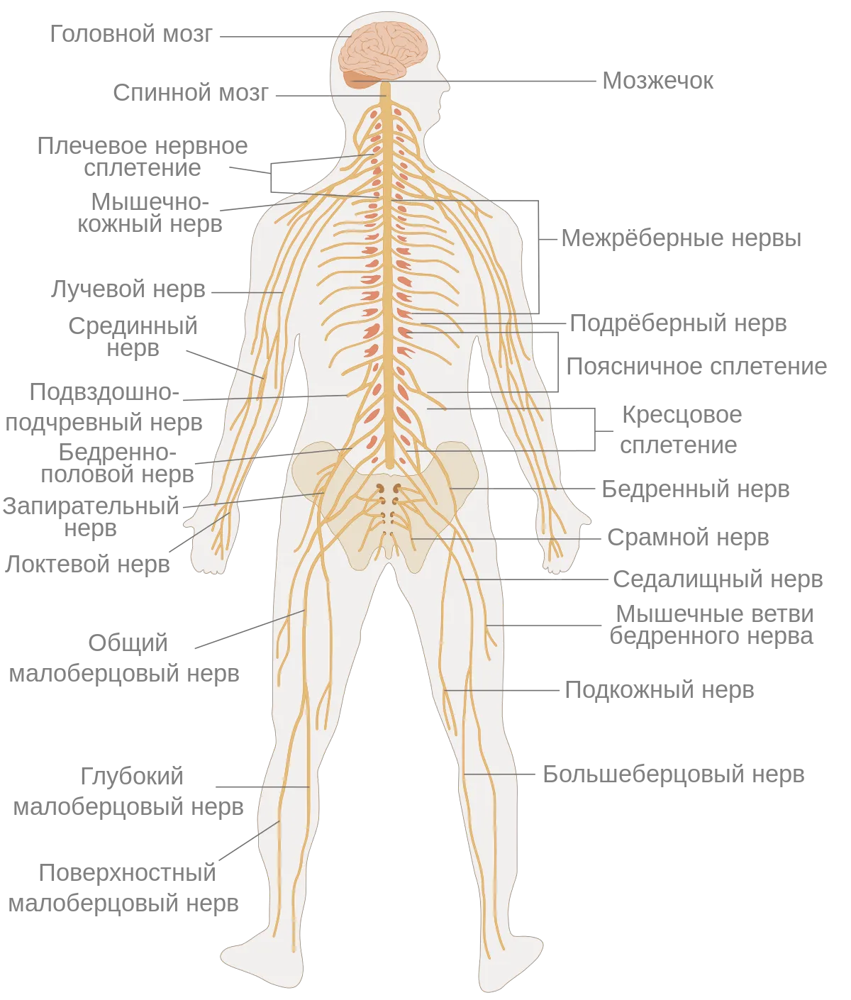 Нервы картинки человека