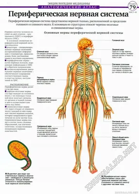 Изображение нервной системы человека: формат PNG